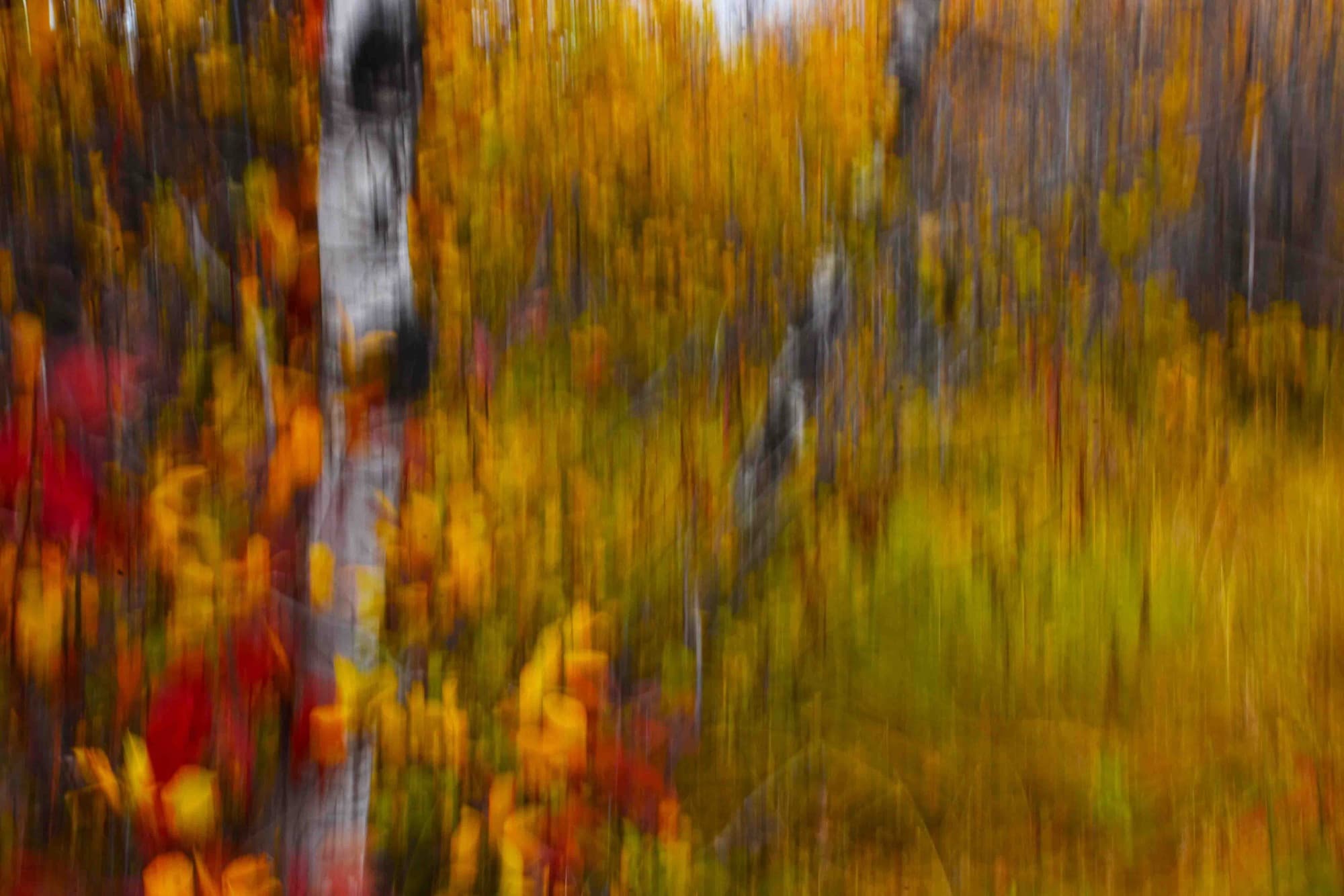 Bosque de abedules en otoño, con las hojas amarillas y rojas movidas como una pintura